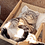 Catwell