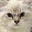 LouisCat